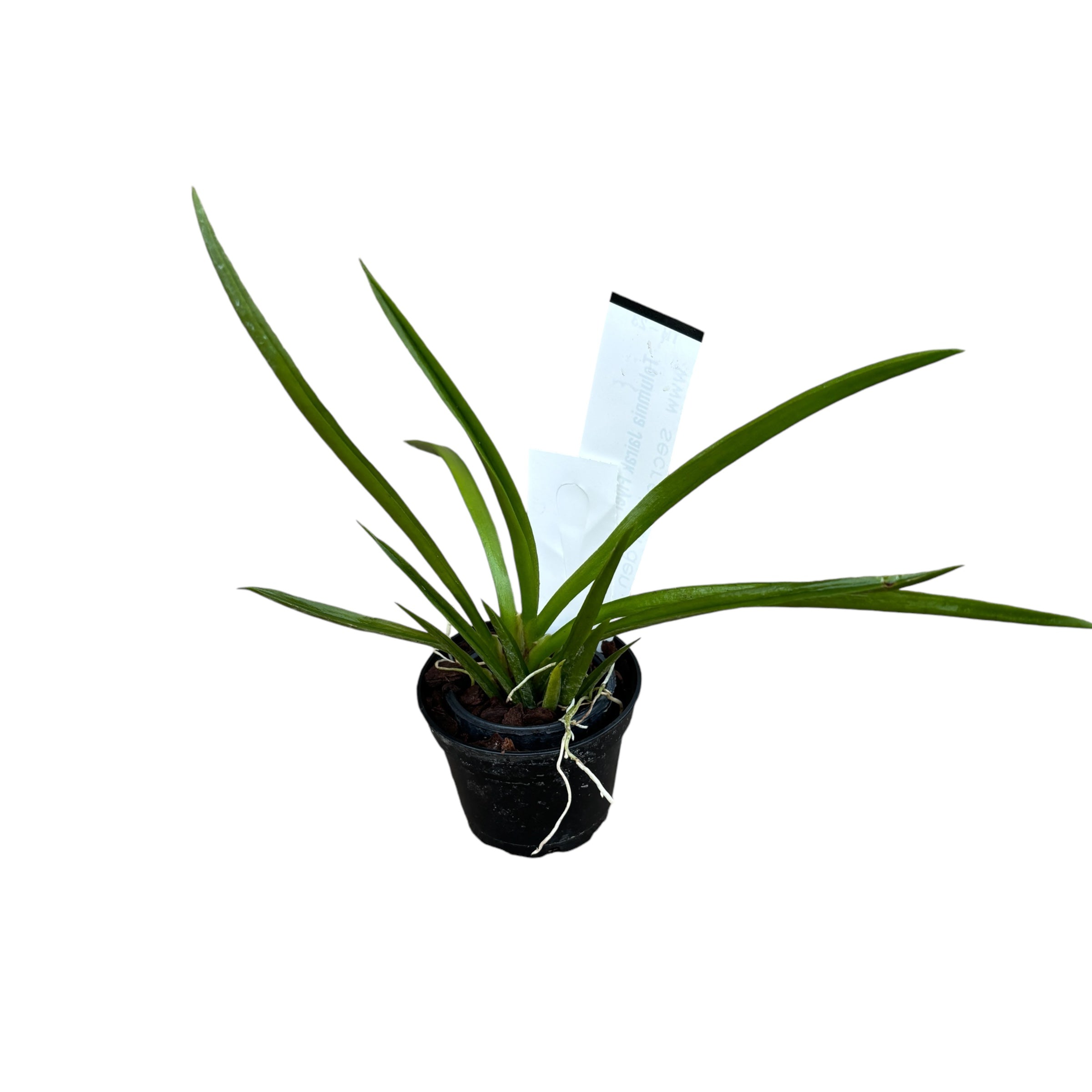 Tolumnia Jairak Flyer 'Red Cherry'