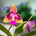 Phalaenopsis Miki Golden Sand 'Mouse' (peloric) *parfumat