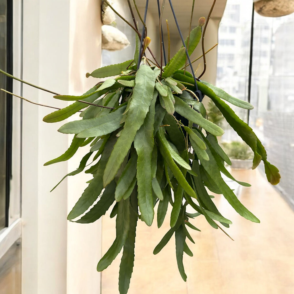 Lepismium houlletianum (Cactus Perce-Neige)