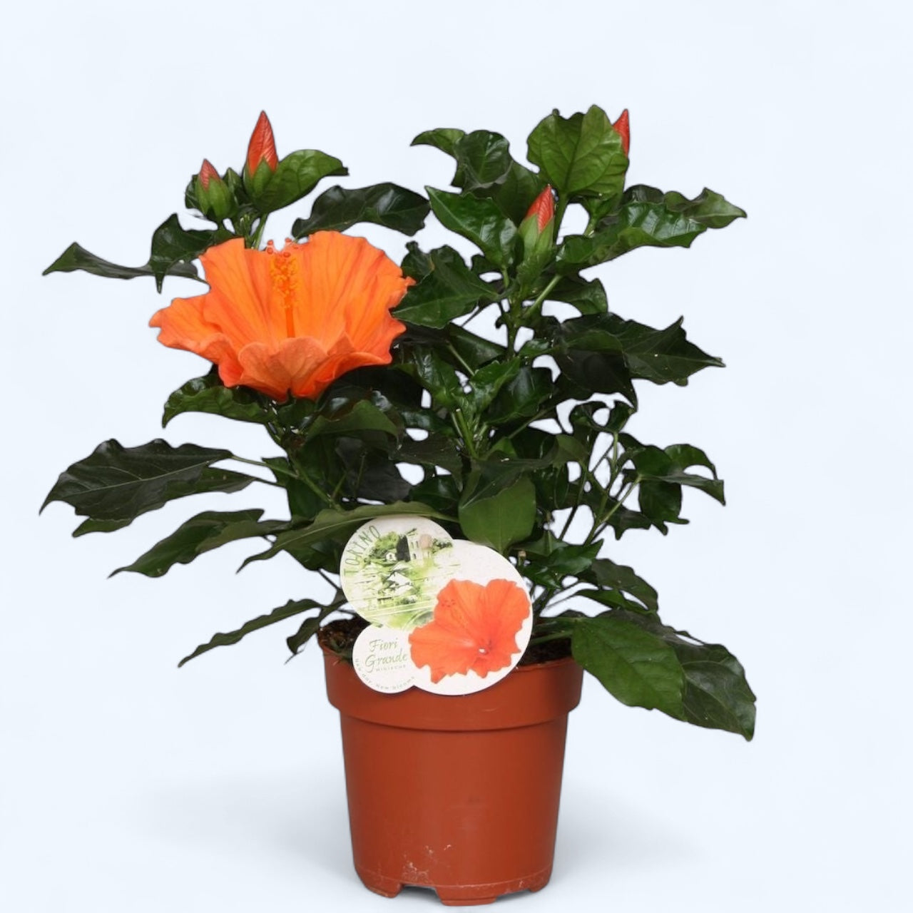 Hibiscus Fiori Grande Torino - japonské růže s velkým oranžovým květem