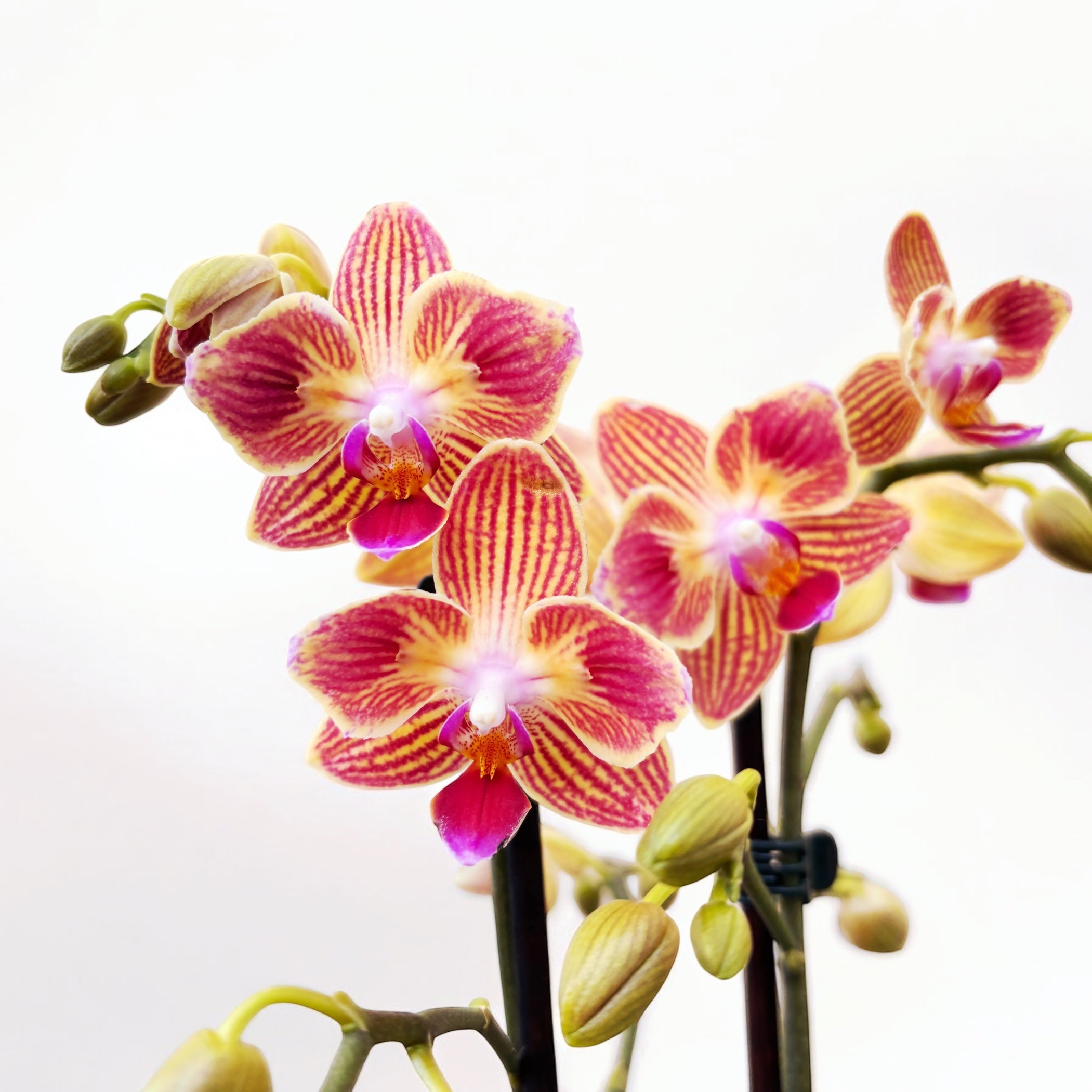 Phalaenopsis Chingruey's Goldstaff (pélorique)