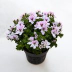 Géraniums parfumés anti-moustiques - Pelargonium ‘Angel Parfum Fenna’
