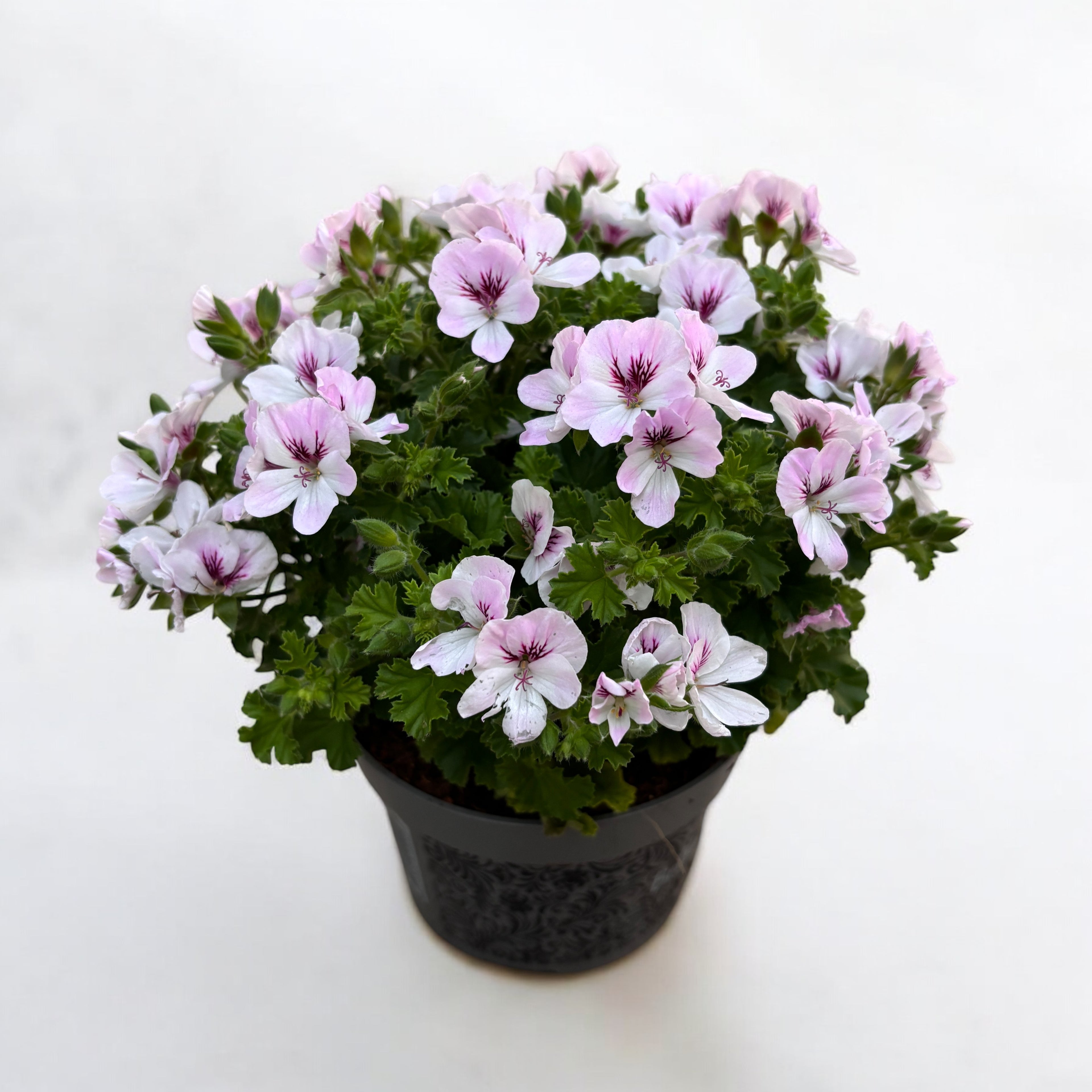 Muscate antitantari parfumate - Pelargonium ‘Angel Parfum Fenna’