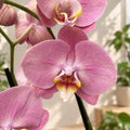 Phalaenopsis Sylvia