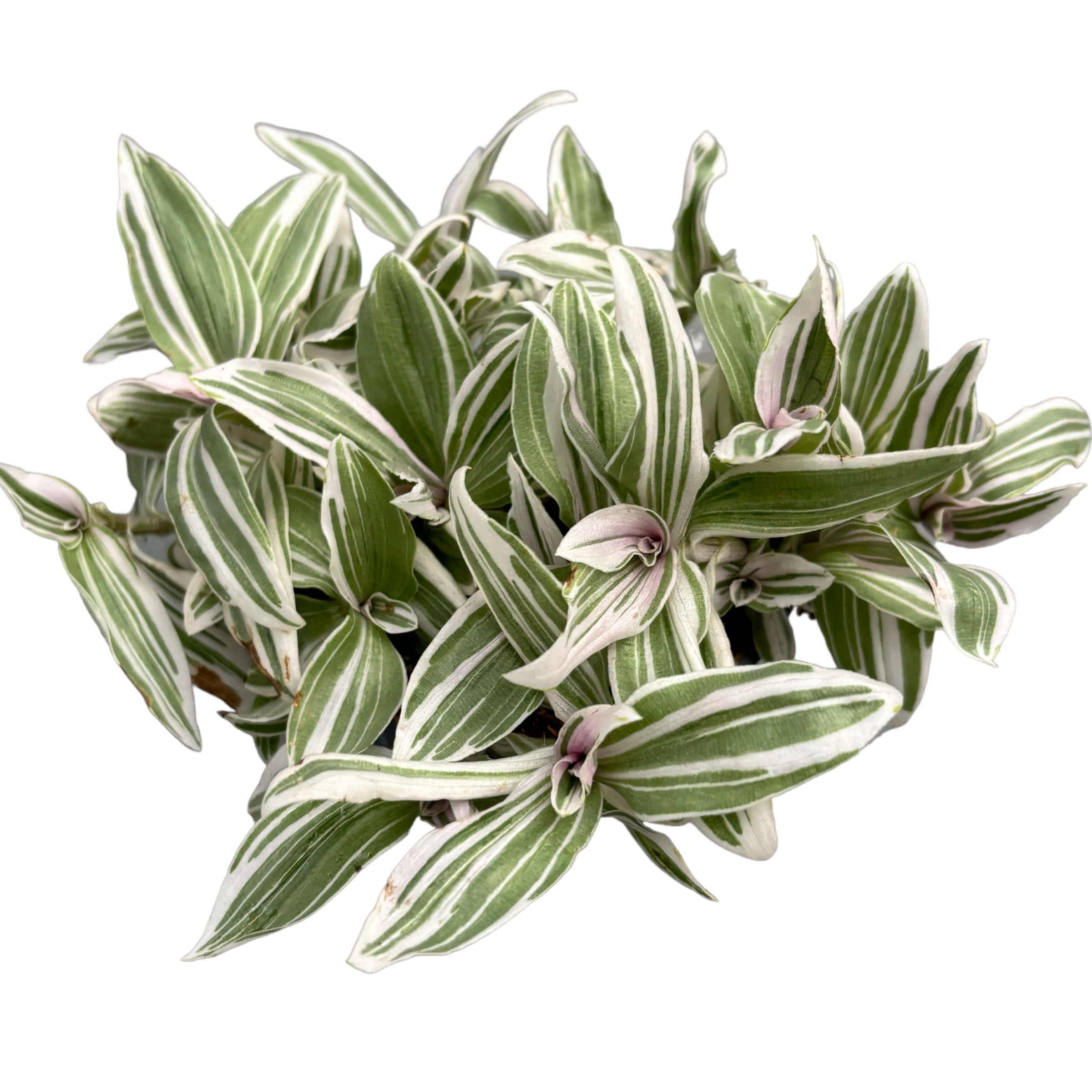 Tradescantia Albiflora Variegata