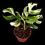 Monstera minima 'Variegata' (Rhaphidophora tetrasperma 'Variegata')