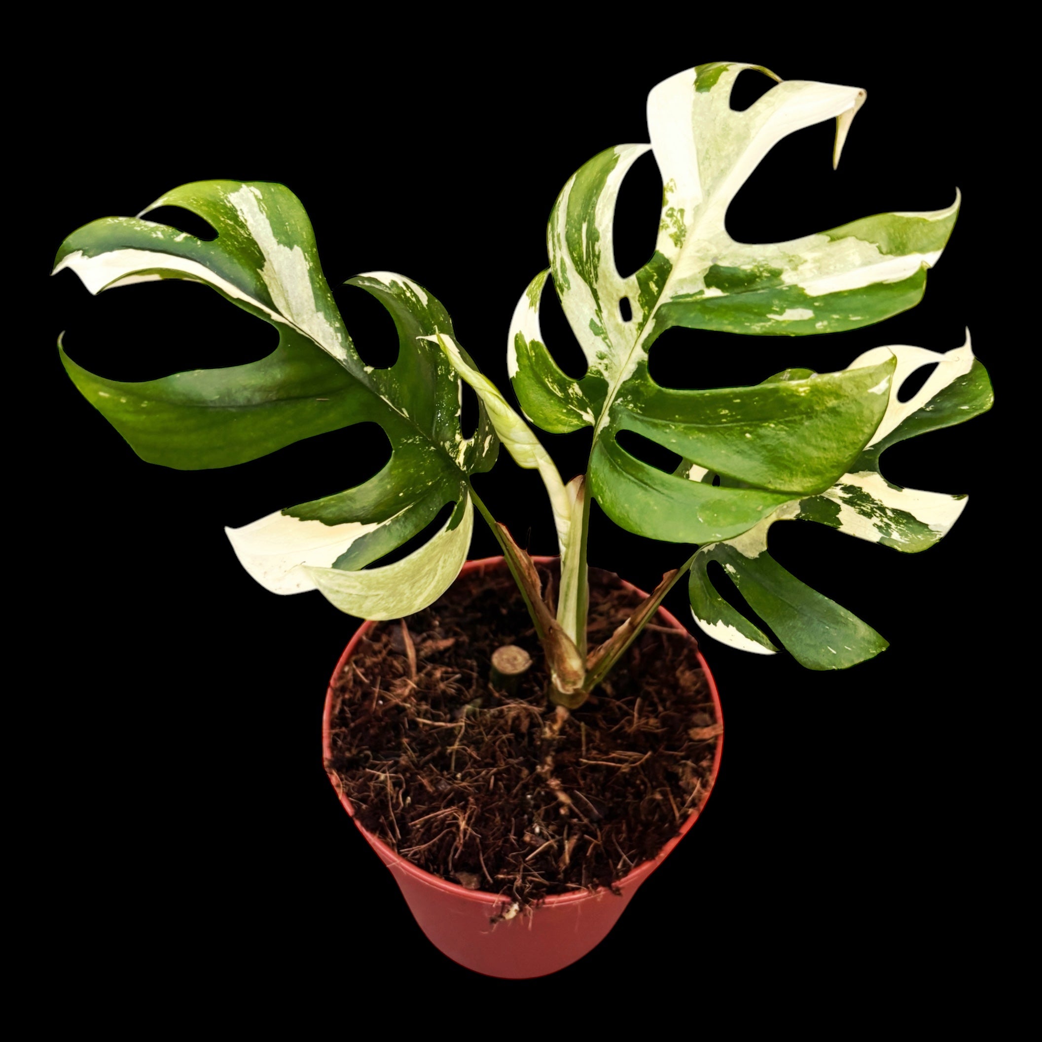 Monstera minima 'Variegata' (Rhaphidophora tetrasperma 'Variegata')