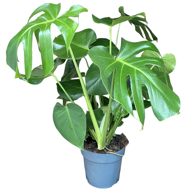Monstera deliciosa XL (Swiss cheese plant) D19 2pp
