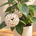 Hoya wibergiae D6