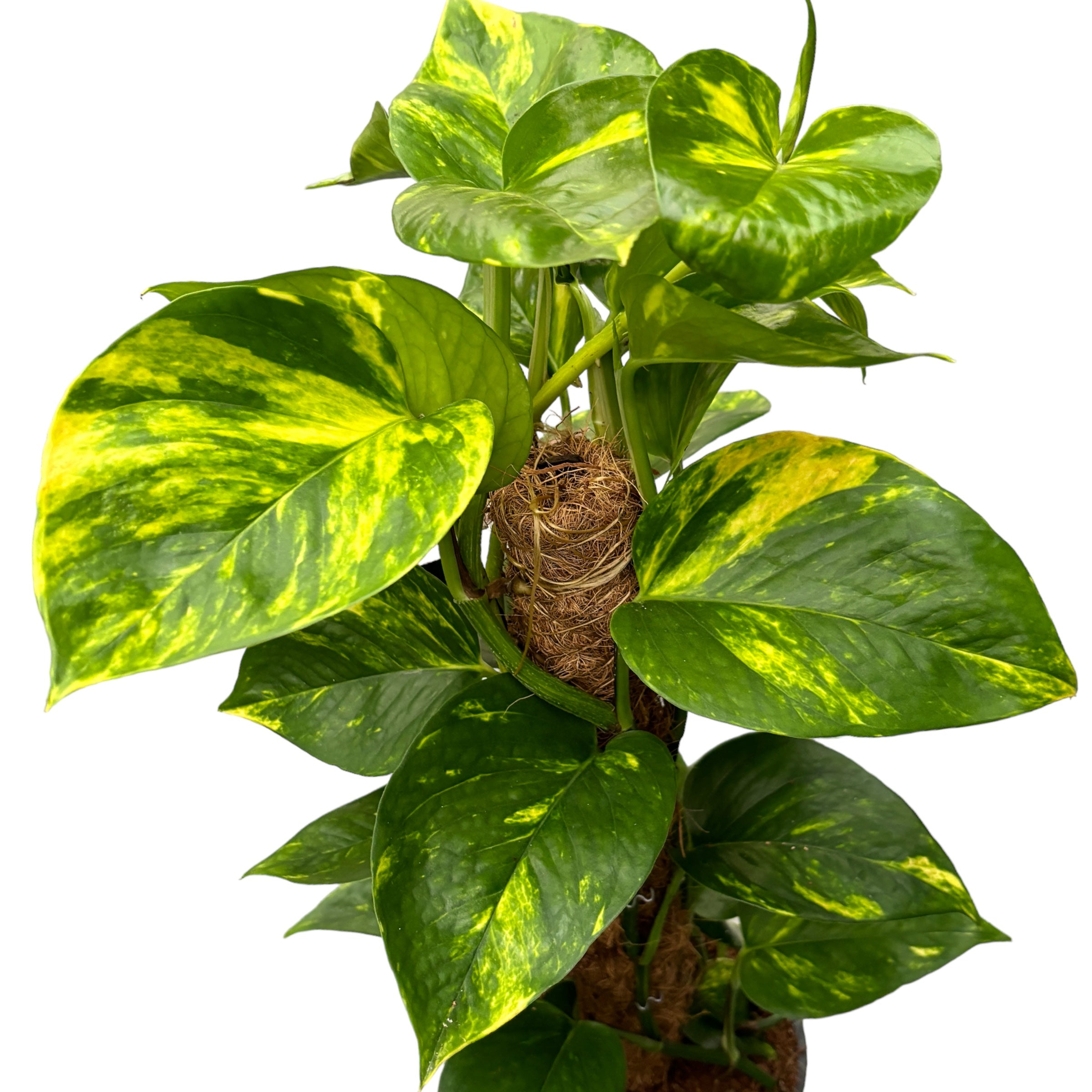Epipremnum aureum 'Golden' - Coada Dragonului