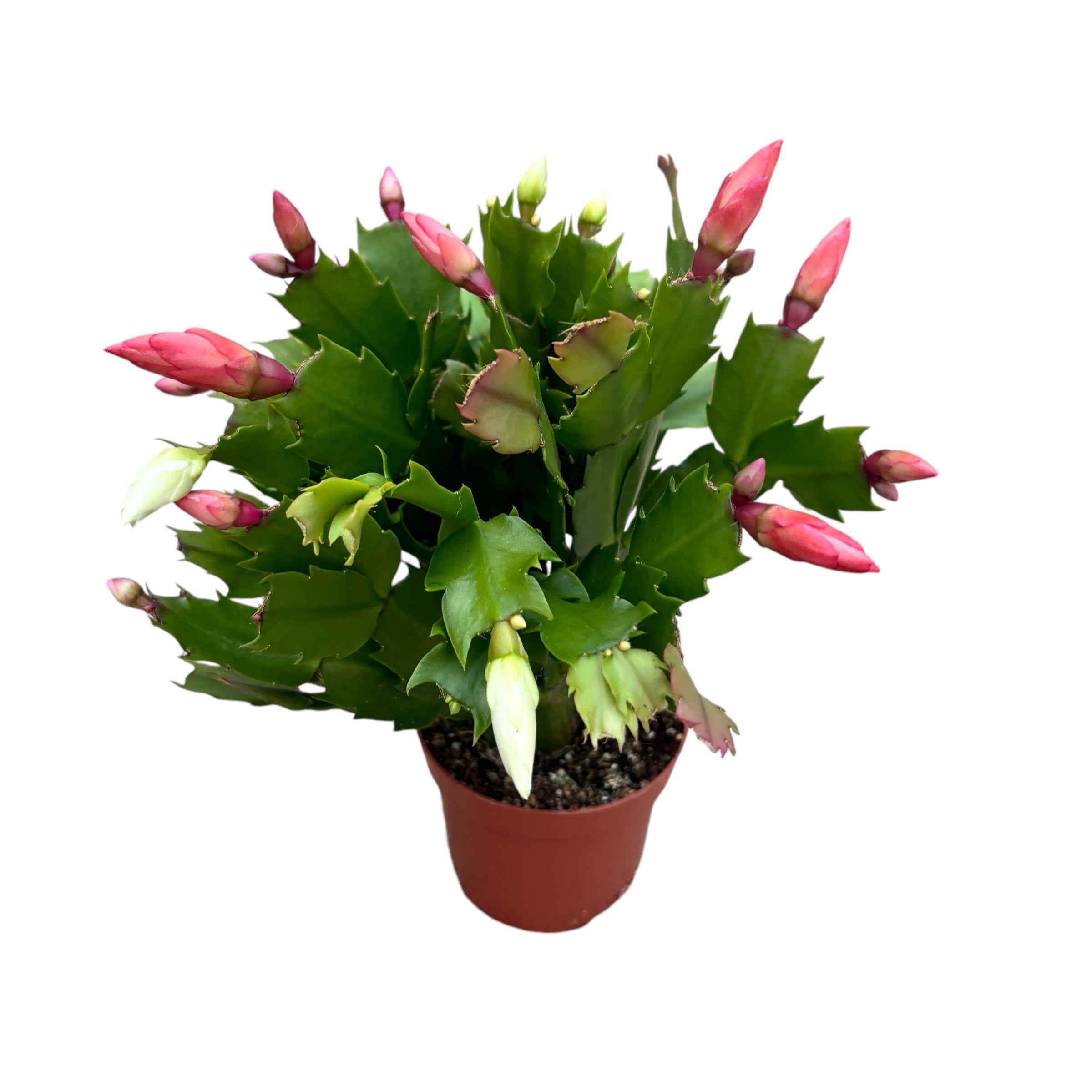 Schlumbergera “ Duo Flame” 2 culori/ghiveci (Craciunita)