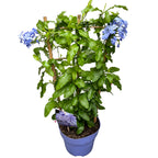 Plumbago auriculata (floarea dragostei)