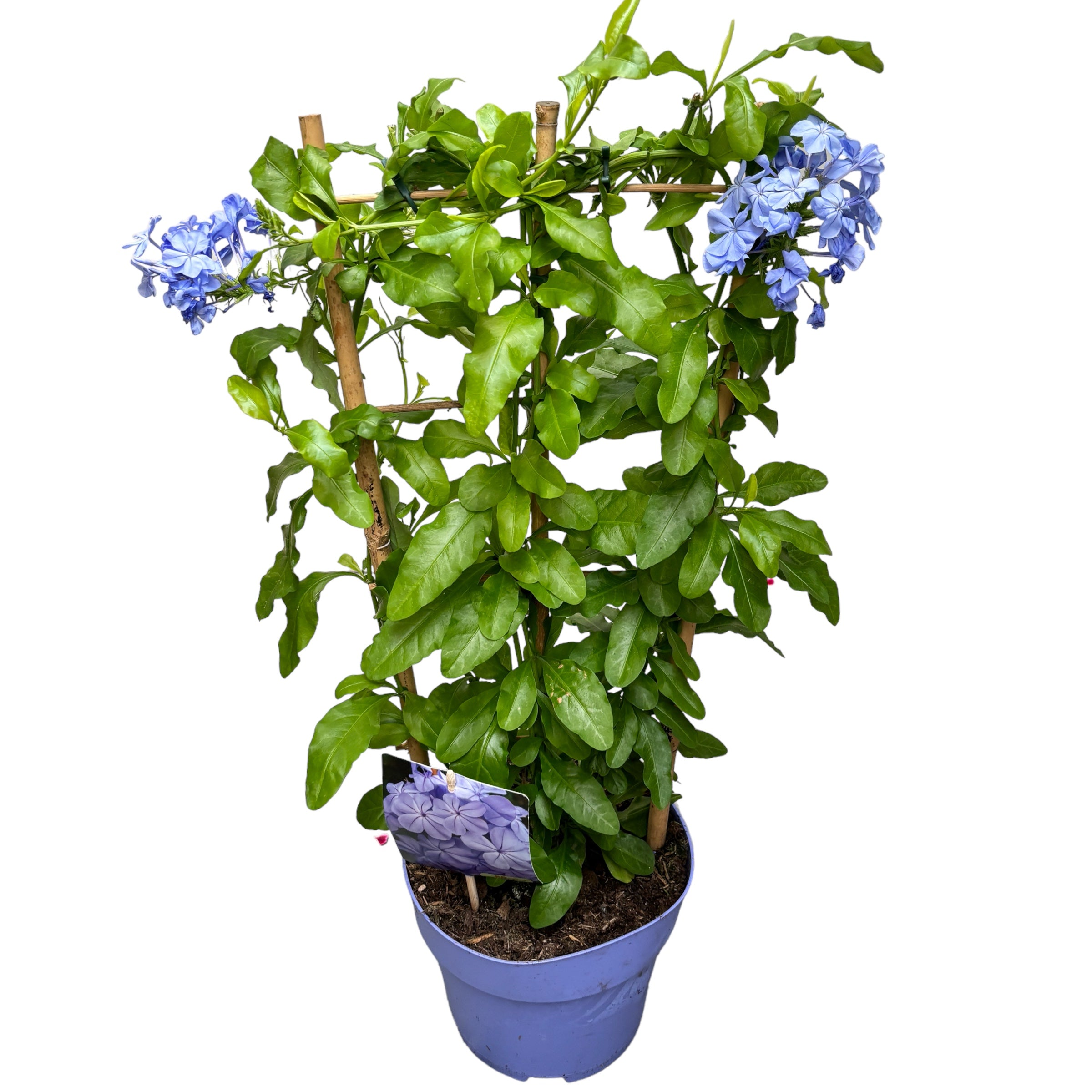 Plumbago auriculata (rakkauskukka)