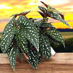 Begonia Maculata var. wightii (Polka-Dot-Begonie) volle Töpfe