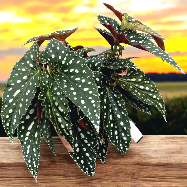 Begonia Maculata var. wightii (Polka Dot Begonia) 2-3 plants/pot