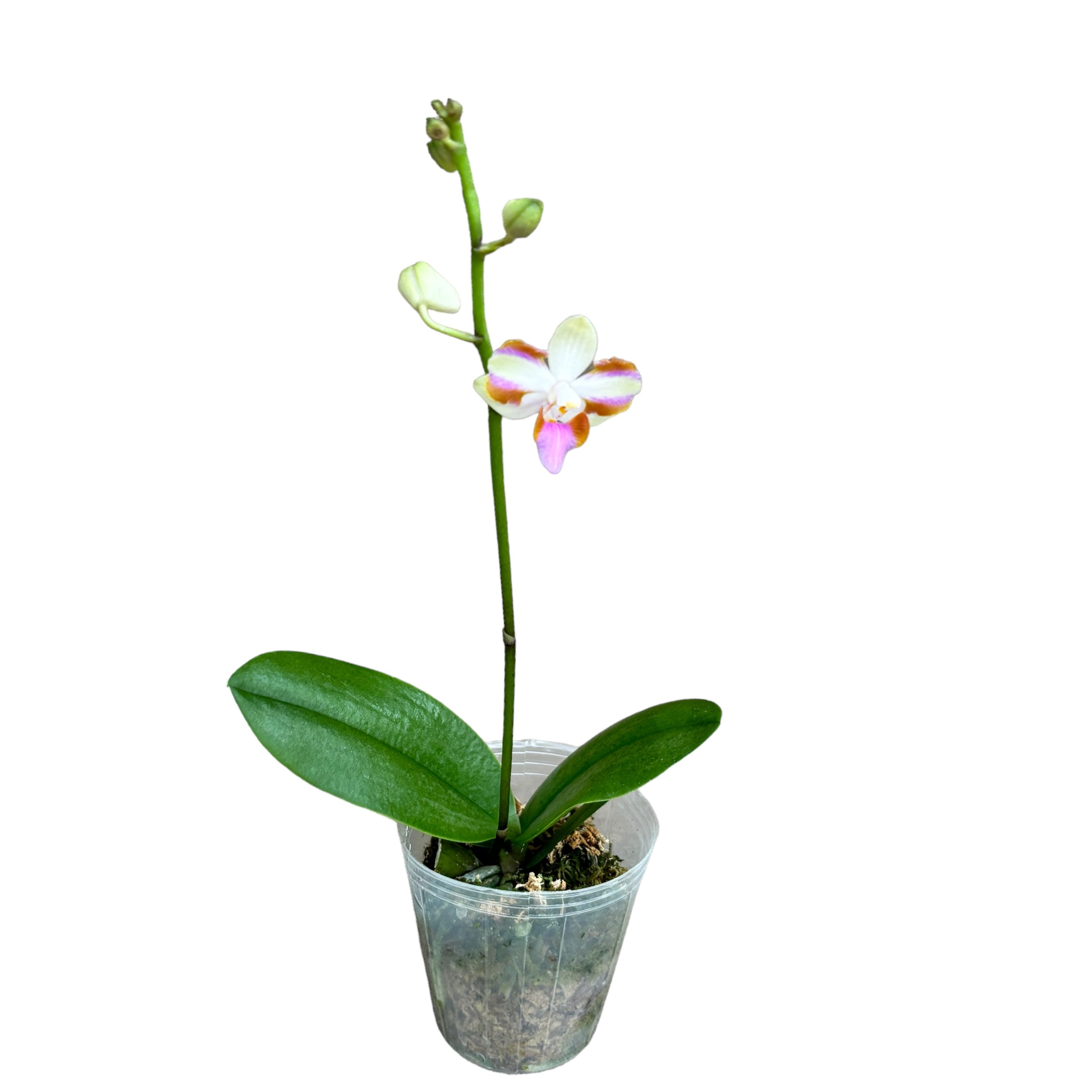 Phalaenopsis Pulcherrima 4N - duftend