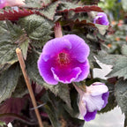 Achimenes ‘Charles Martel’