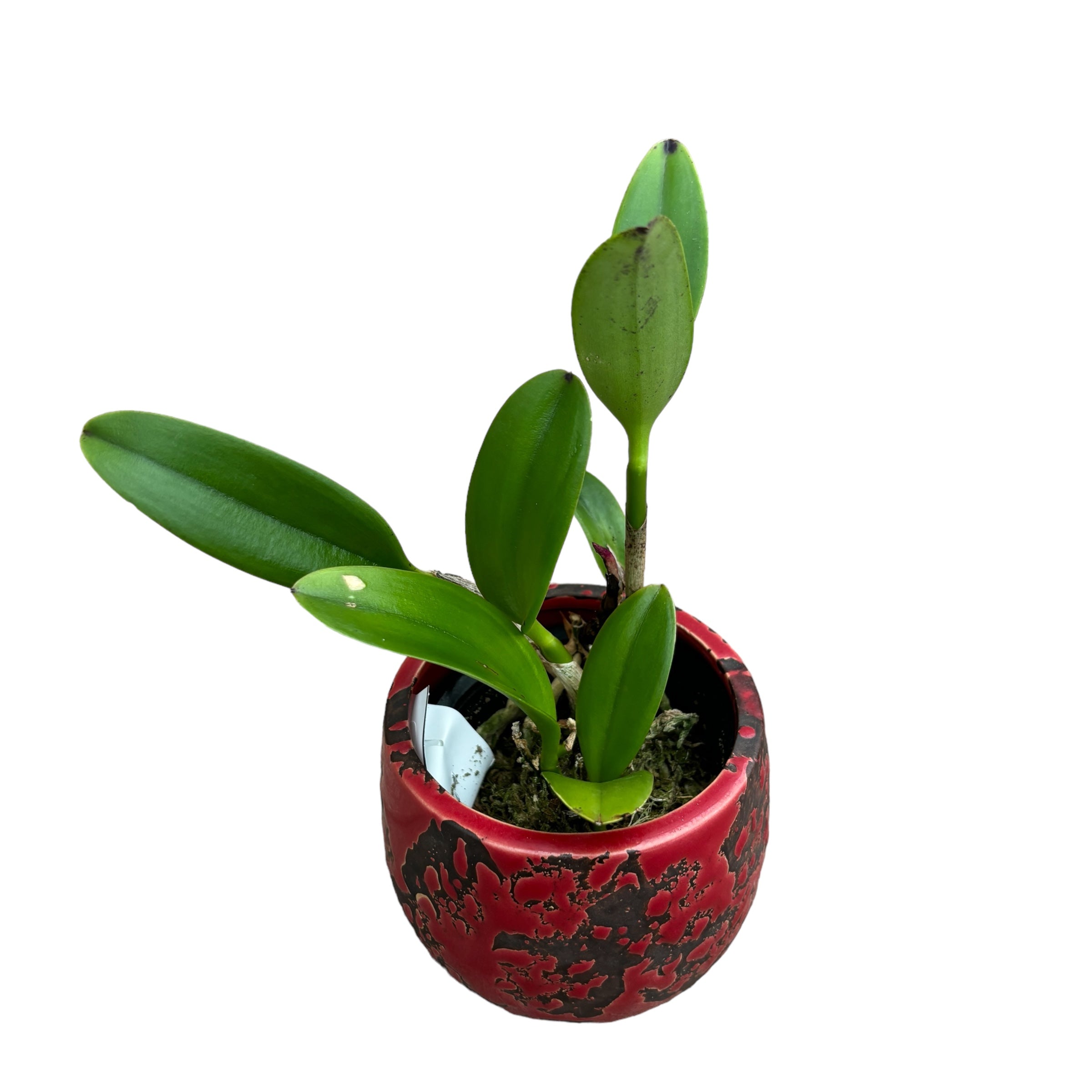 Cattleya Jungle Eyes - parfumata