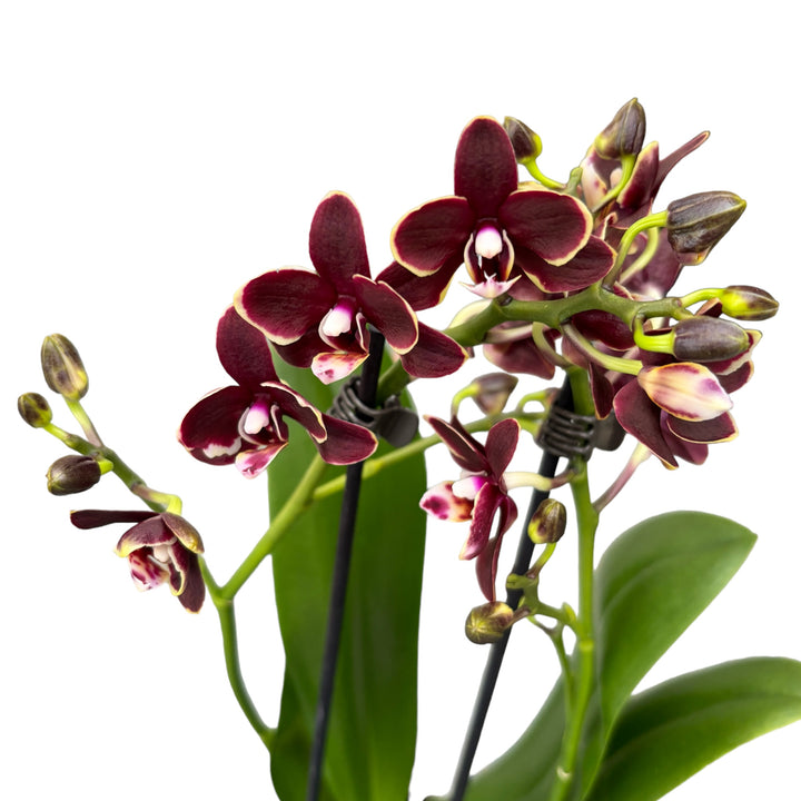 Phalaenopsis Sogo Banana Chocolate