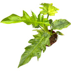 Philodendron 'Bob Cee Variegata'