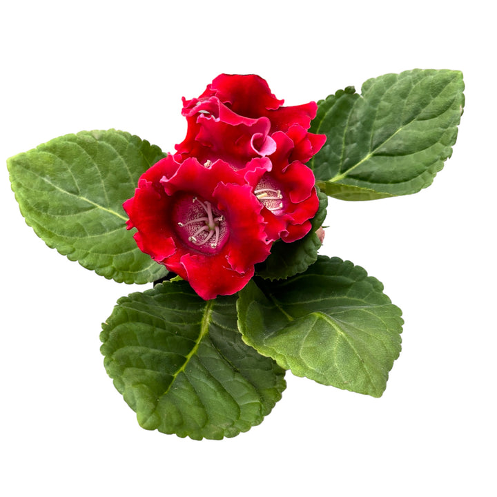 Sinningia ‘Avanti Scarlet’ (Gloxinia Sonata)