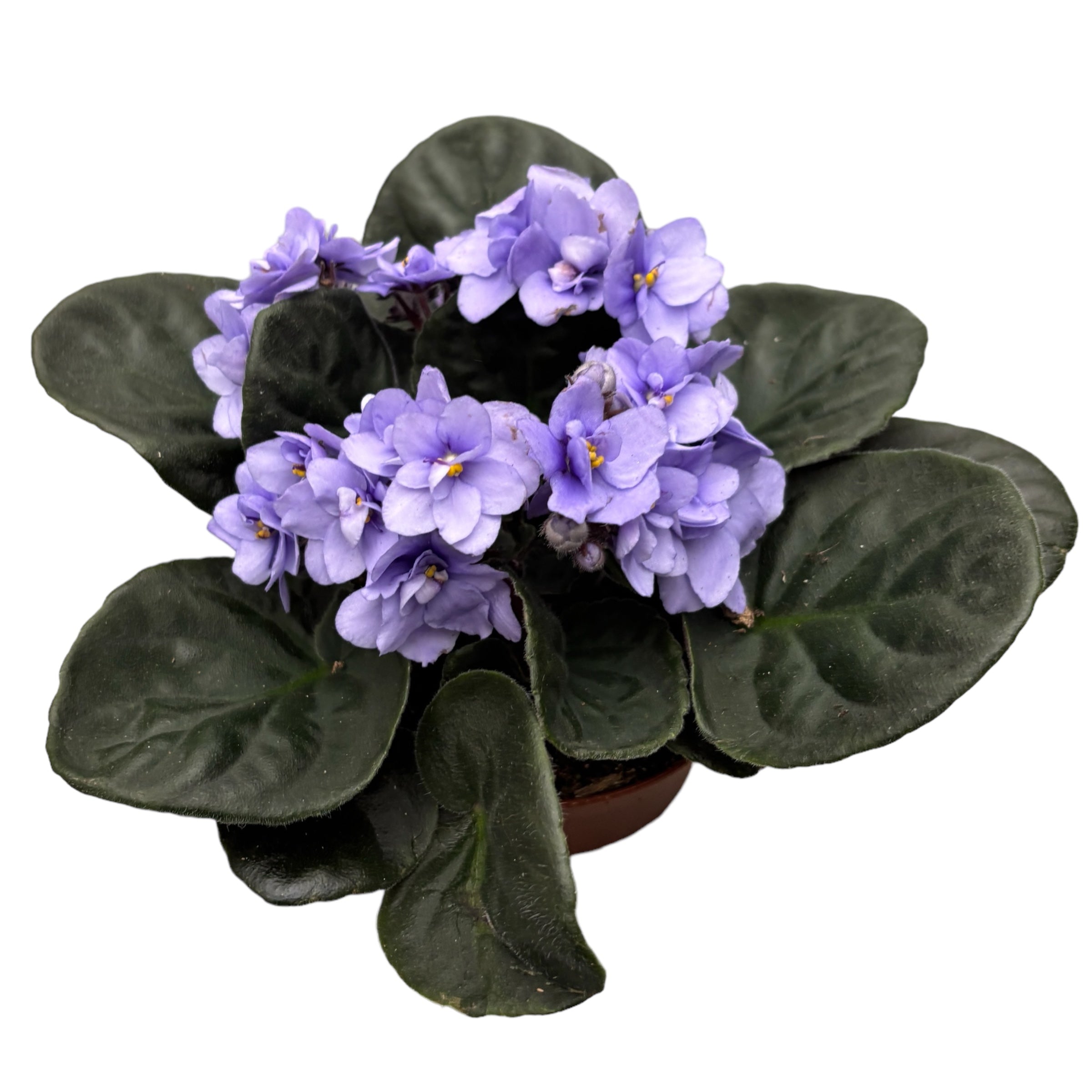 Saintpaulia Wave Lila - violete cu flori duble