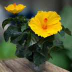 Hibiskus rosa-sinensis ‘Aura Yellow’ - Japońskie róże o dużych żółtych kwiatach