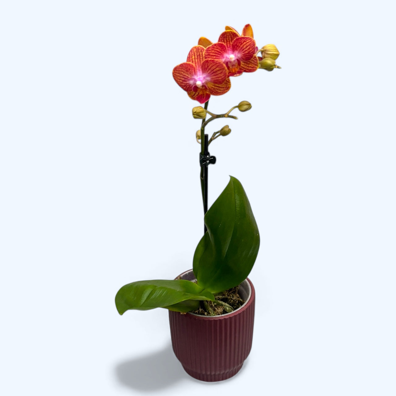 Phalaenopsis Kauai Sunset (Sogo Berry x Sogo Medal)