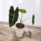 Alocasia micholitziana 'Frydek Variegata' (low variegation)