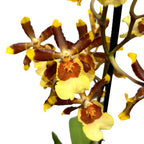 Colmanara tropic Jungle *pachnąca