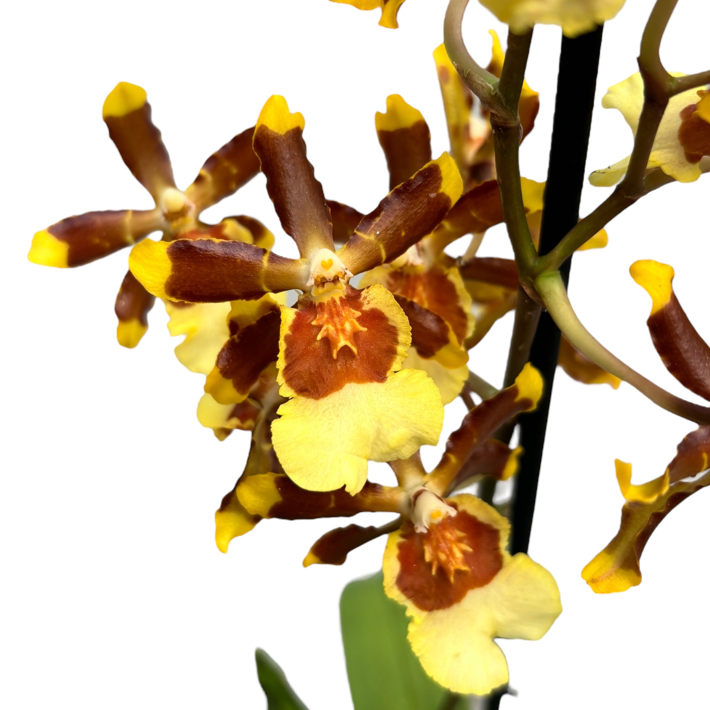 Colmanara tropic Jungle *parfumée