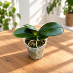 Phalaenopsis Miki Hydrangea 'QQ' (pelorická)
