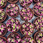 Anacampseros rufescens ‘Tricolor’