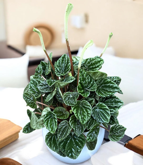 Peperomia caperata 'Lilian'