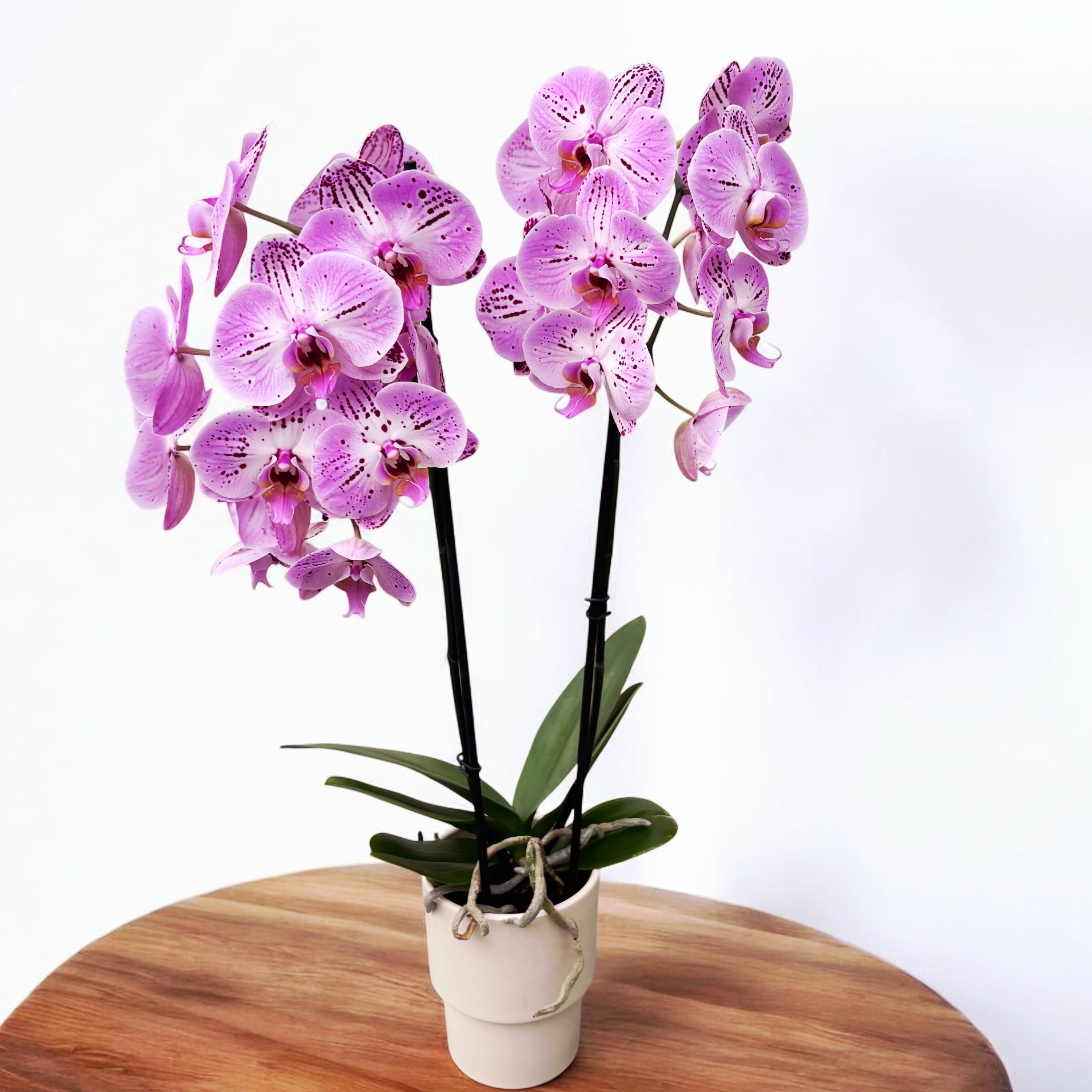 Phalaenopsis Cassie (flori XL)