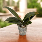 Phalaenopsis I-Hsin Gelber Leopard