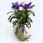 Vanda Tweed Blue XXL 4p (Ansu)