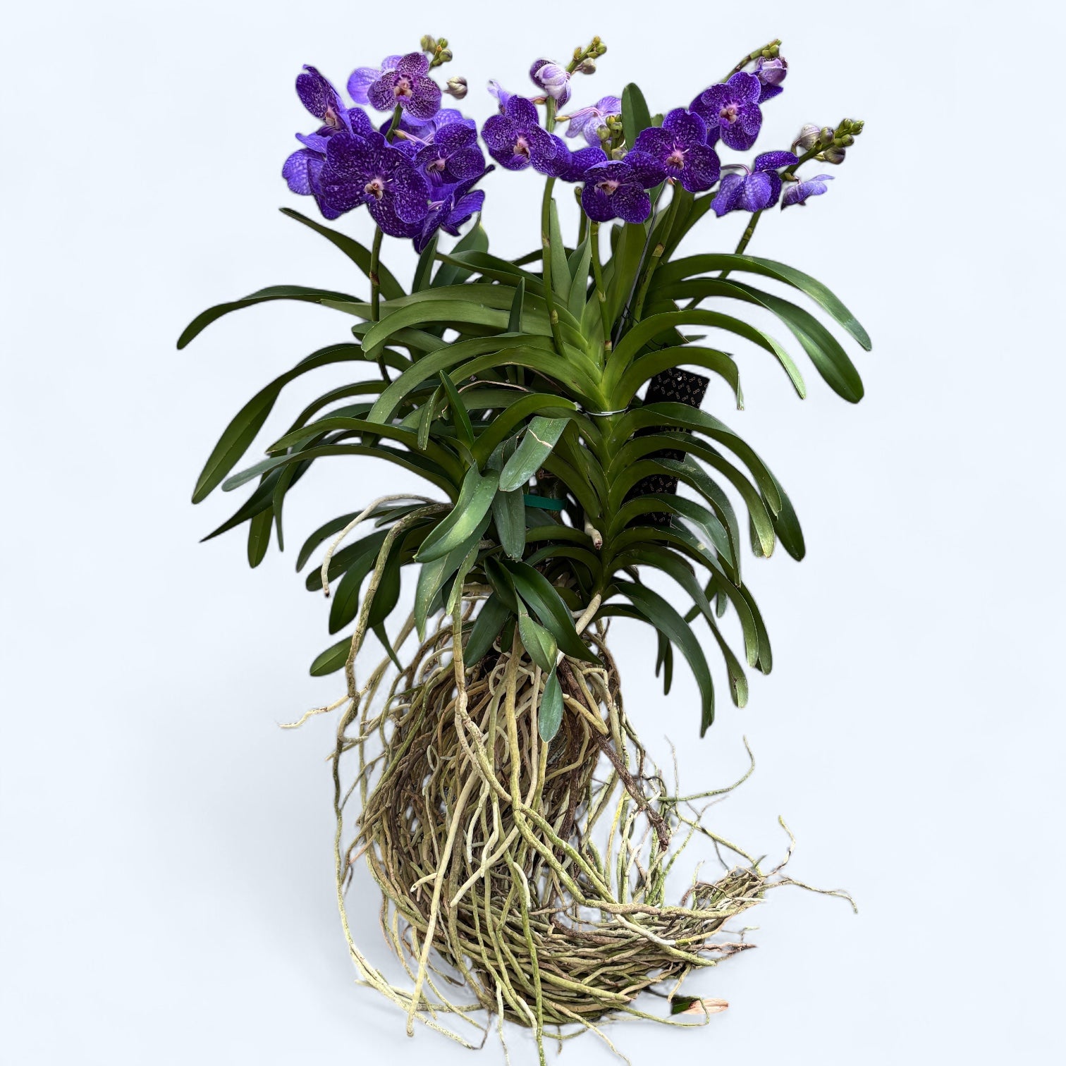 Vanda Tweed Blue XXL 4p (Ansu)