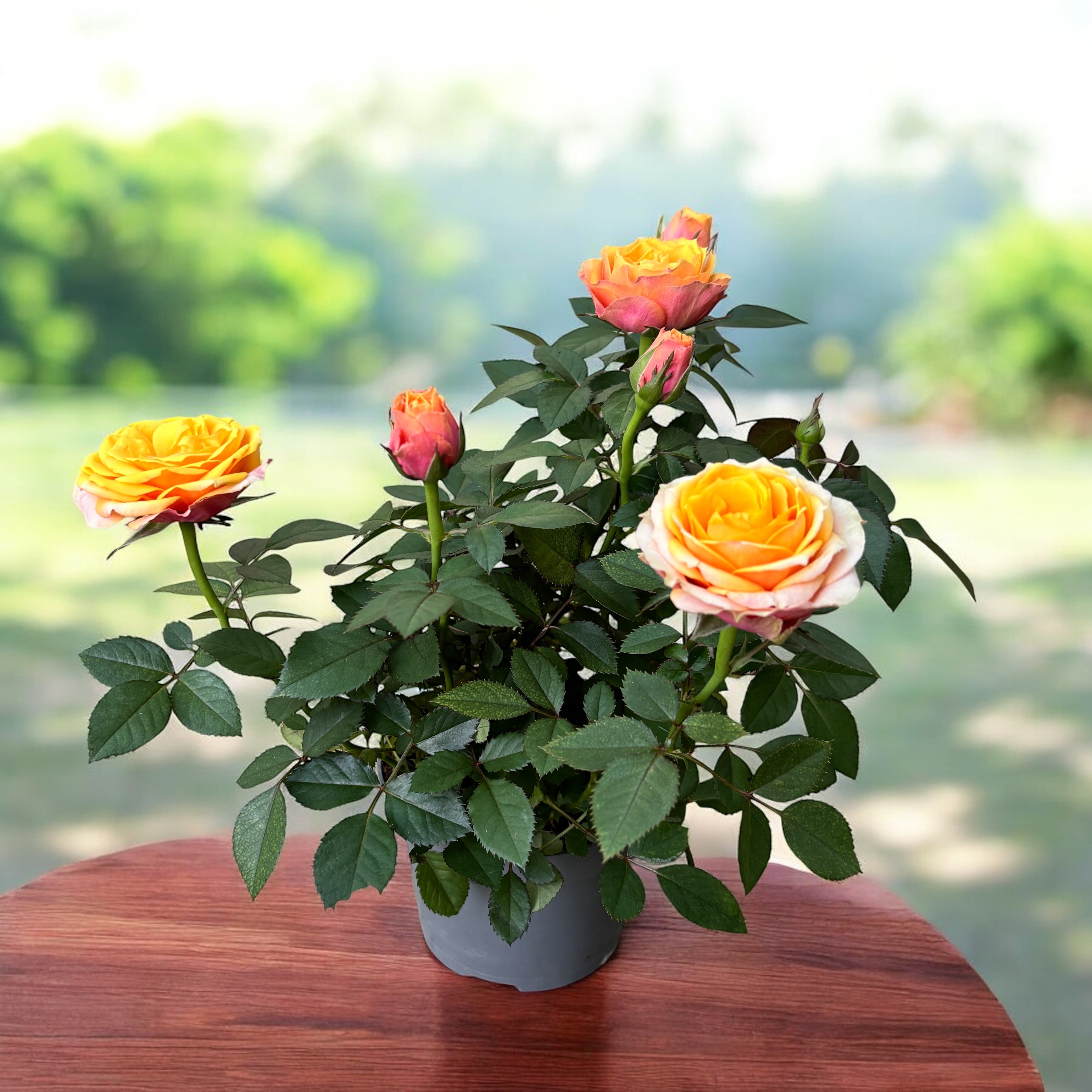 Trandafiri pitici Rosa 'Firebird' (Kordana Grande) - flori mari si