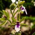 Zygopetalum hybrid - flori parfumate