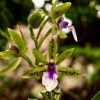 Zygopetalum hybrid - flori parfumate