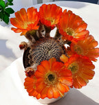 Lobivia Sublimiflora