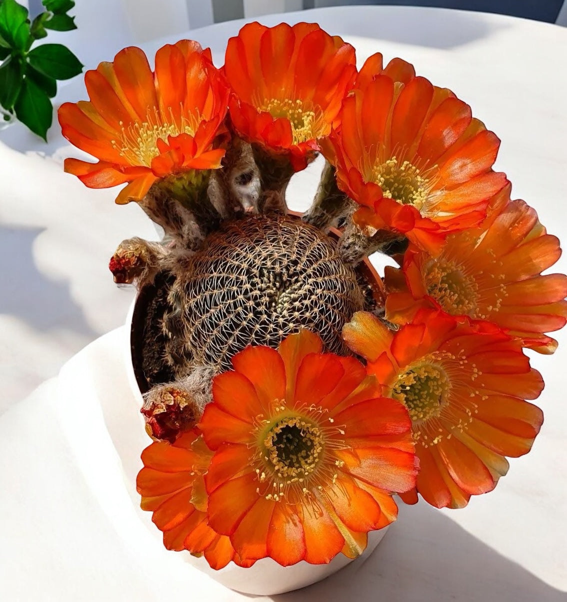 Lobivia Sublimiflora