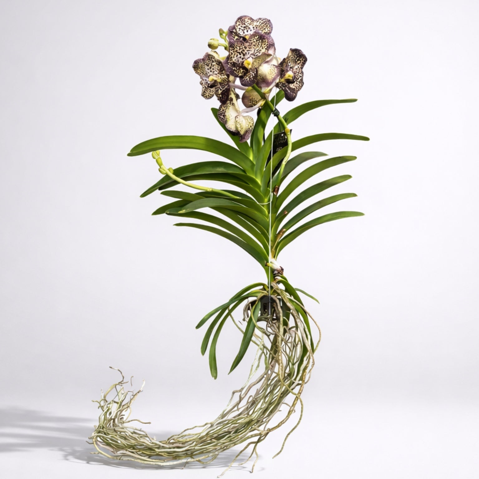 Vanda Sunanda Ocelot Mocha (ANSU)