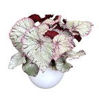 Begonia 'Hawaiian Silver'