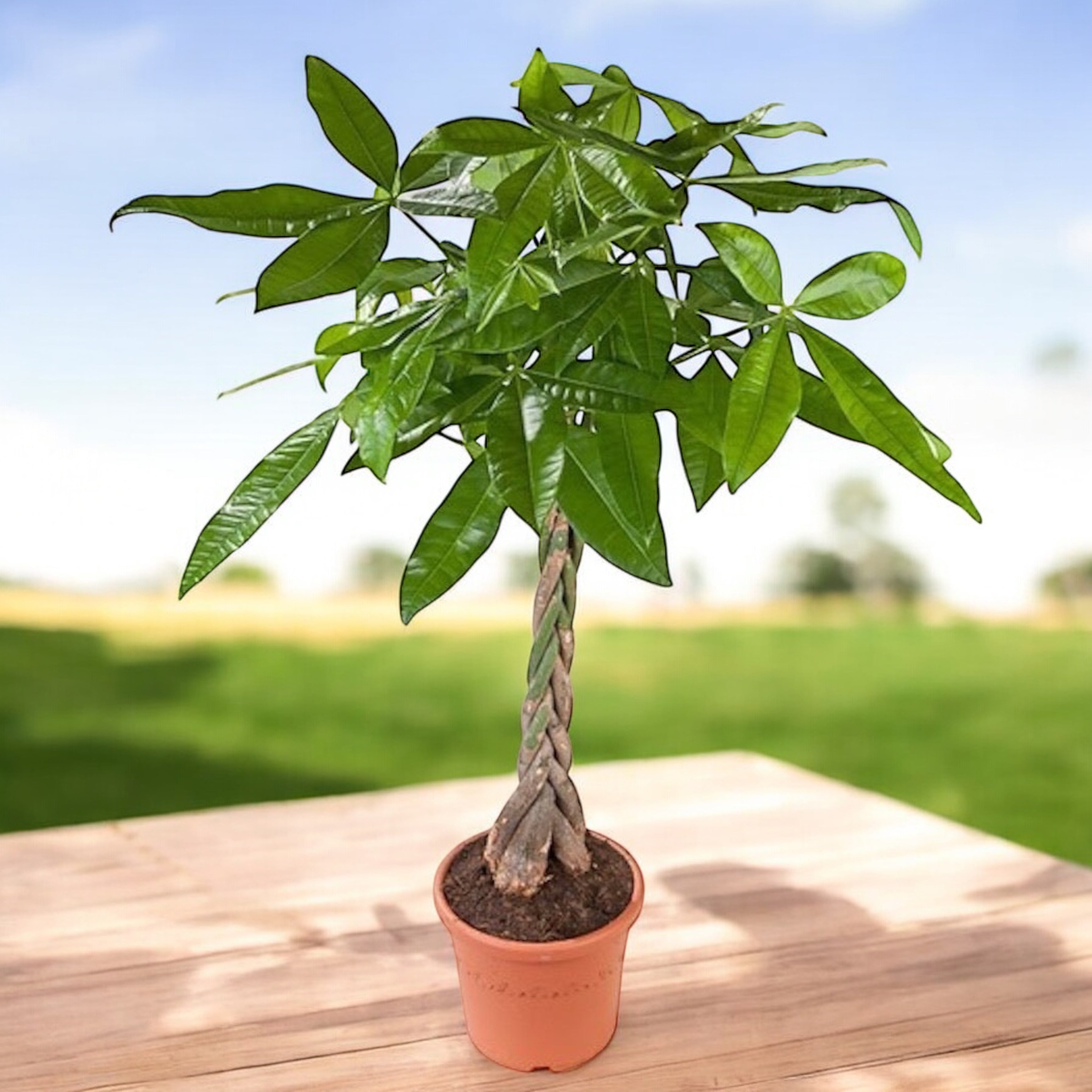 Pachira - Arborele Banilor H80-90 cm