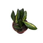 Hoya sp. aff. burtoniae 'Variegata' D6 - 2 piante/vaso