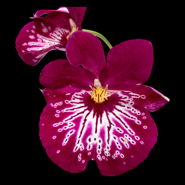 Miltoniopsis Newton Falls *parfumata