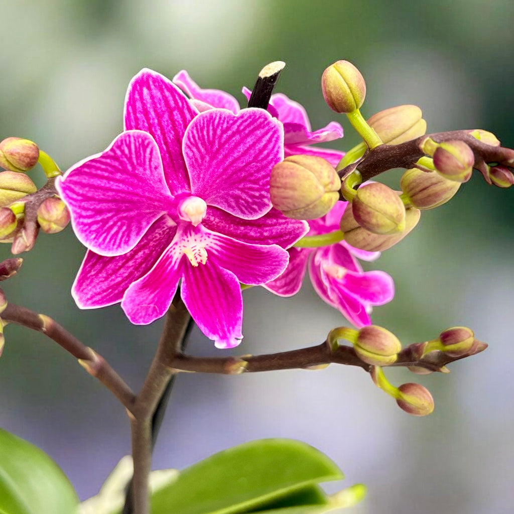 Phalaenopsis Lianher Scallops