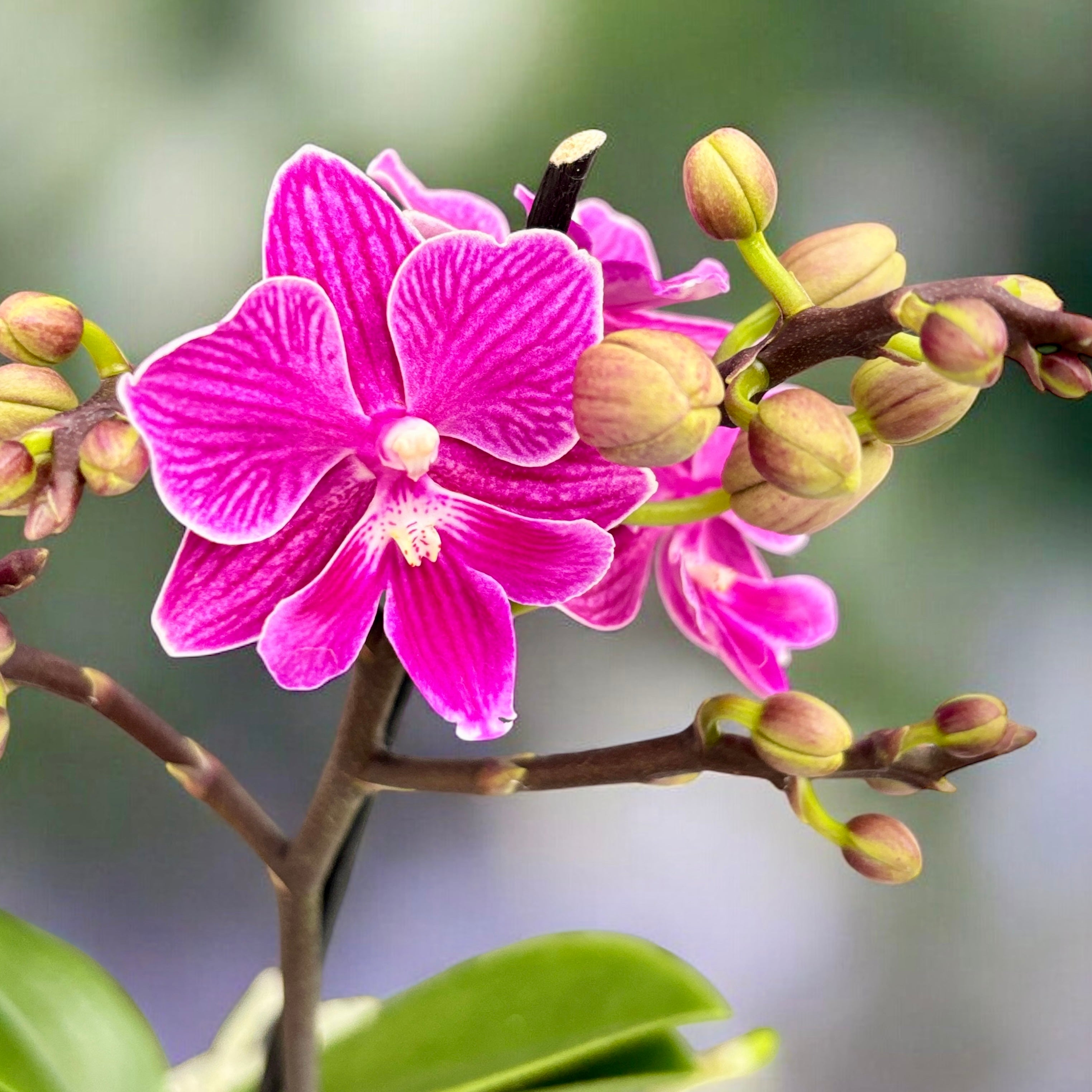 Phalaenopsis Lianher Scallops